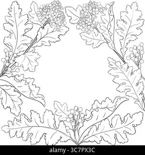 Crambe Plant with Flowers Outline Frame. Stock Vector