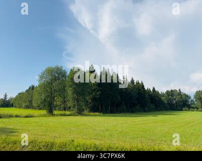 A beautiful green field with a forest in the background under a bright blue sky with clouds. Stock Photo