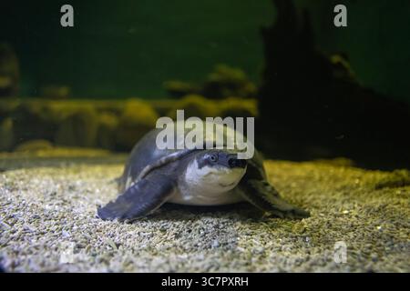 Carettochelys insculpta, also known as the pig-nosed turtle, is a ...