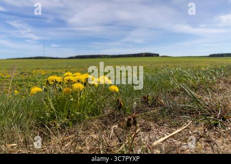 dandelions growing on the edge of a field with green grass, beautiful spring flowers dandelions on the edge of a field in spring in sunny weather Stock Photo