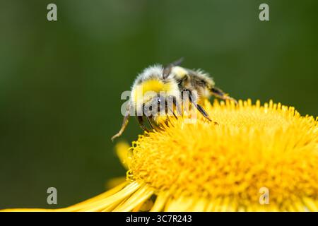 Busy bumble bee in yellow flower eating collecting pollen with copy space above, bumble bee on flower Stock Photo