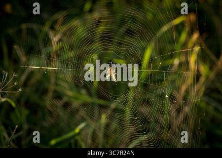 close up of cross spider (Araneus diadematus) sitting in web in sunlight with copy space around Stock Photo