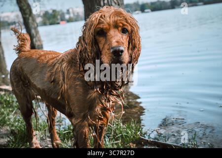 Cocker spaniel running through shallow water in nature Stock Photo
