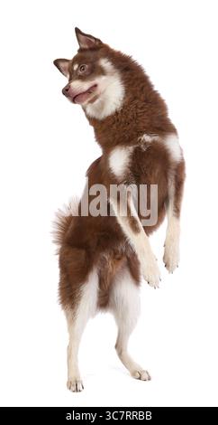 A Pomsky puppy jump into the air Stock Photo