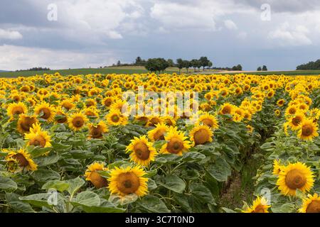 Blühende Sonnenblumen im Waldviertel, Niederösterreich, Österreich // Blooming sunflowers in the Waldviertel, Lower Austria, Austria - 20250712 PD16790 Stock Photo