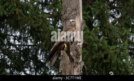 Red Kite Perched on a Tree Trunk in a Dense Forest, Alert and Watchful in Nature Stock Photo