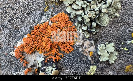 Vibrant patches of lichen and moss growing on a weathered stone, showcasing natural texture and color contrast Stock Photo