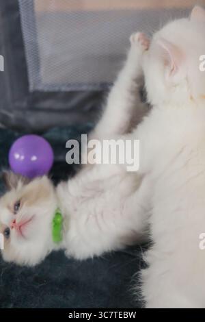 1 month old, ragdoll kittens playing together on the blanket, domestic cat Stock Photo