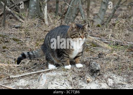 Alley big fat gray tabby cat with white paws and yellow eyes in the spring forest Stock Photo
