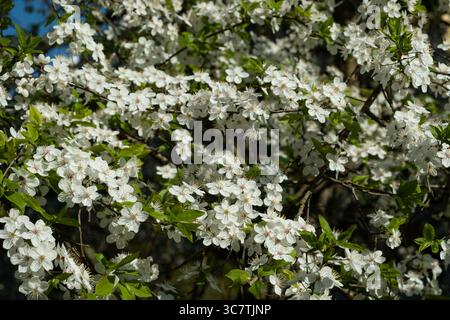Apple blossoming in spring. White flowers and green leaves. Stock Photo