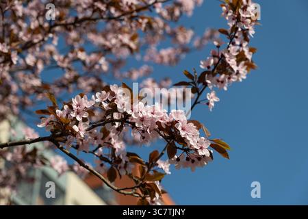Selective focus of fowering of red-leaved plum against blue sky. Pink flowers on a tree in spring. Stock Photo