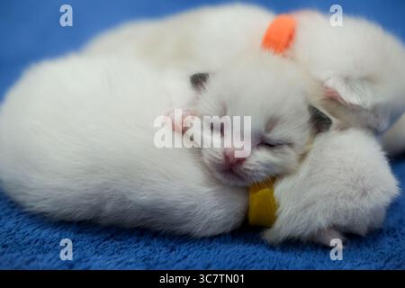 Newborn 1 week old ragdoll kittens sleeping with eyes closed on the blanket, domestic cat Stock Photo