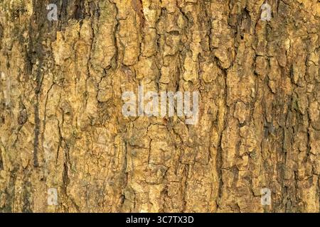 Mango tree bark texture background Stock Photo