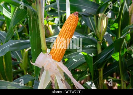 Close-up Dried corn cobs in corn field. Dried corns Stock Photo