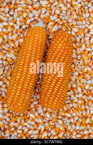 macro image of dry corn seeds. close up image of maize seeds. Stock Photo
