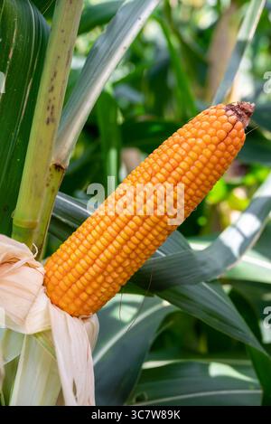 Close-up Dried corn cobs in corn field. Dried corns Stock Photo