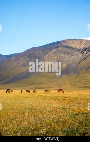 A small herd of horses grazes in a vast, golden and green field with a large mountain in the background under a clear blue sky Stock Photo