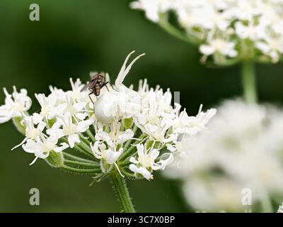 Macro close-up of the crab spider Misumena vatia with a fly perched on its back, both situated on a white umbellifer flower. Stock Photo