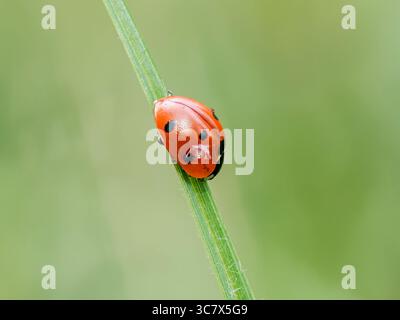 Seven-spot ladybird (Coccinella septempunctata) macro photo, climbing a green grass blade. Stock Photo