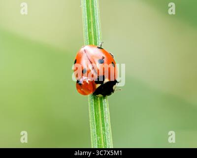 Seven-spot ladybird (Coccinella septempunctata) macro photo, climbing a green grass blade. Stock Photo