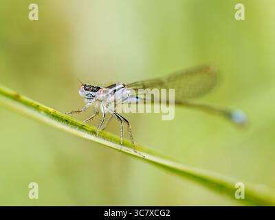 Macro photo of a male blue-tailed damselfly (Ischnura elegans) perched on a grass blade, showing a frontal view with large compound eyes. Stock Photo
