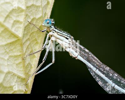 Macro photographs of Platycnemis pennipes, the white-legged damselfly, showing both male and female individuals perched on plants. Stock Photo