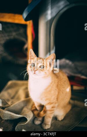 Ginger kitten sitting indoors with curious expression, looking directly at the camera. Stock Photo