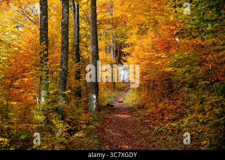 Path through a beautiful and colorful beech forest in the middle of autumn in Navarra, Spain, with a waterfall in the background Stock Photo