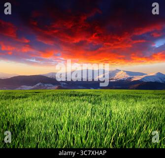 beautiful sunset over field with green grass Stock Photo