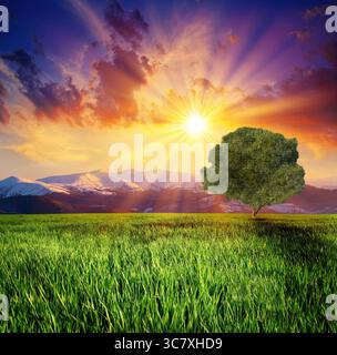 Alone tree on meadow at sunset with sun and mist Stock Photo - Alamy