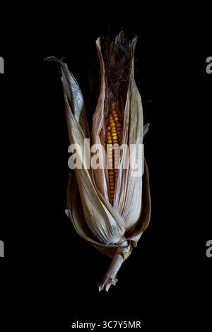 Maize ear. A photo of a maize (Zea mays) ear, AKA corn cob and corn ear, partially wrapped in husks. Isolated, side views, black background Stock Photo