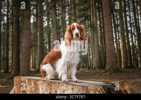 Welsh Springer Spaniel in Virginia Water in Windsor Great Park in Berkshire UK Stock Photo
