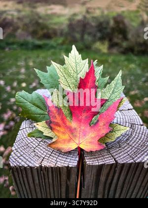 Three maple leaves in vibrant autumn colors—red, orange, and yellow—symbolizing the changing season. Stock Photo
