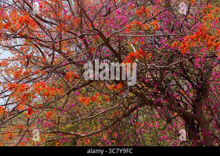 Summer afternoon on the birth place of Chhatrapati Shivaji Maharaja at Fort Shivneri. Full bloom Beautiful Bougainvillea Purple (papar flower) trees. Stock Photo