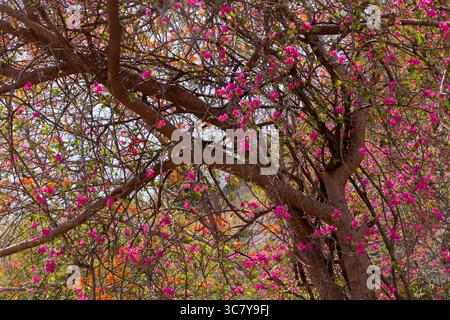 Summer afternoon on the birth place of Chhatrapati Shivaji Maharaja at Fort Shivneri. Full bloom Beautiful Bougainvillea Purple (papar flower) trees. Stock Photo