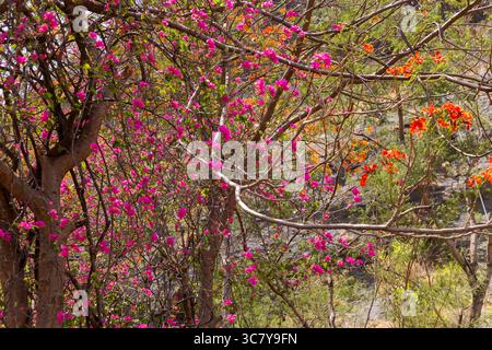 Summer afternoon on the birth place of Chhatrapati Shivaji Maharaja at Fort Shivneri. Full bloom Beautiful Bougainvillea Purple (papar flower) trees. Stock Photo