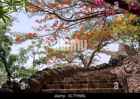 Summer afternoon on the birth place of Chhatrapati Shivaji Maharaja at Fort Shivneri. Full bloom Beautiful Bougainvillea Purple (papar flower) trees. Stock Photo