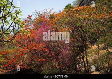 Summer afternoon on the birth place of Chhatrapati Shivaji Maharaja at Fort Shivneri. Full bloom Beautiful Bougainvillea Purple (papar flower) trees. Stock Photo