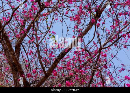 Summer afternoon on the birth place of Chhatrapati Shivaji Maharaja at Fort Shivneri. Full bloom Beautiful Bougainvillea Purple (papar flower) trees. Stock Photo