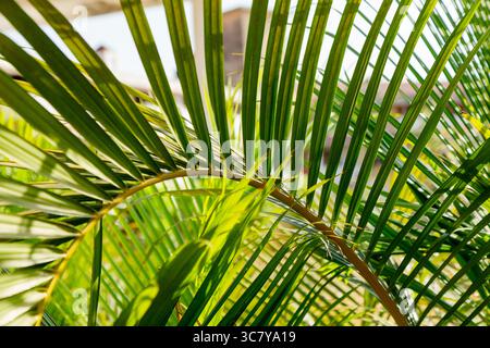 Close-up of lush green palm leaves with sunlight streaming through, creating a fresh, tropical, and vibrant natural background. Stock Photo