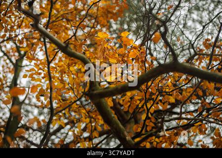 Autumn Tree Branch Full of Colorful Leaves Stock Photo