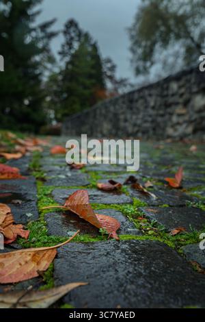 Stone pavement with fallen autumn leaves on rainy day and stone wall in background Stock Photo