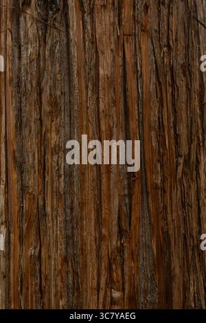 Close up of old tree trunk with brown bark texture pattern Stock Photo