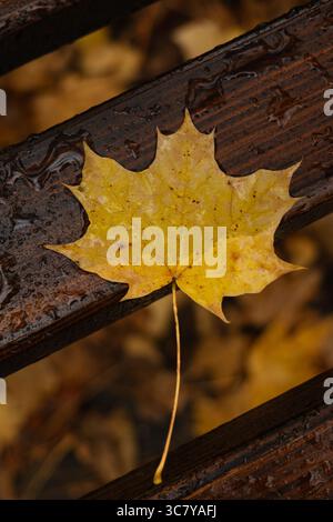 Yellow Maple Leaf in Rain on Brown Wooden Bench Stock Photo