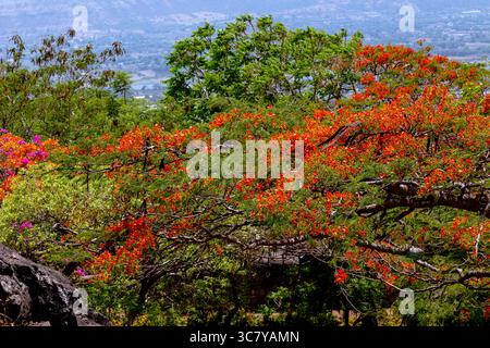 Summer afternoon on the birth place of Chhatrapati Shivaji Maharaja at Fort Shivneri. Full bloom Beautiful Bougainvillea Purple (papar flower) trees. Stock Photo