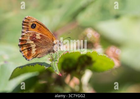Gatekeeper Butterfly [ Pyronia tithonus ] on leaf Stock Photo