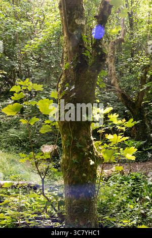 Sunlight filters through the lush foliage. Moss-covered trees thrive Stock Photo