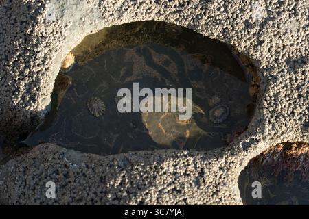 Tide pool at Monknash beach, also known as Cwm Nash, Wales. Limpets and other marine life thrive in these temporary habitats during low tide. Stock Photo