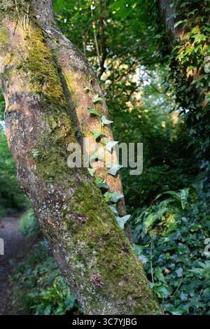 Ivy climbs a mossy tree trunk in the lush gardens seeking sunlight for growth. Stock Photo