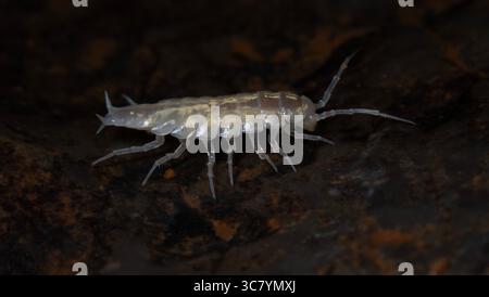 Cave dwelling isopods Stock Photo - Alamy